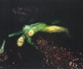 laser_liz_magic__electric__emerge_series__2003__usa