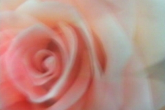 magmart_rose_is_a_rose___evelin_stermitz___austria
