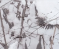 white_feng_xi
