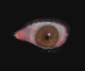 sebastianodeva_camorraseye20032008video