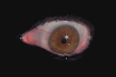 sebastianodeva_camorraseye20032008video