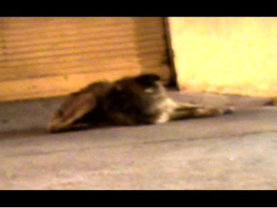 cleantho_viana___brazil_a_still_eye_doesn_t_see__2009_video