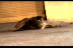 cleantho_viana___brazil_a_still_eye_doesn_t_see__2009_video