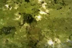 lino_strangis___italy_multi_identity_man__2009_video