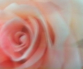 magmart_rose_is_a_rose___evelin_stermitz___austria