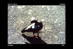 zoltan_fazekas_copia