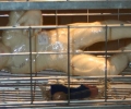 gerardo_di_fiore_to_look_for_a_new_market__2010_installazione_partjpg